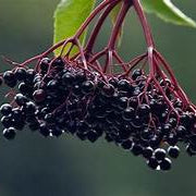 Elderberry fruit seeds for planting – Heirloom & Non-GMO garden seeds, nutritious berries for syrup and juice