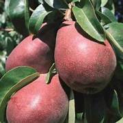 Starkrimson Pear fruit seeds for planting – Heirloom & Non-GMO garden seeds, crisp juicy pears for orchards