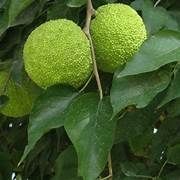 Maclura Pomifera fruit seeds for planting – Heirloom & Non-GMO hardy Osage orange garden seeds
