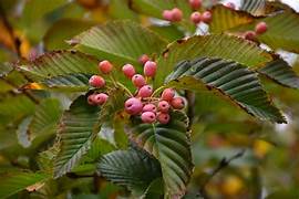 Orange Sorbus Alnifolia fruit seeds for planting – Heirloom & Non-GMO ornamental garden seeds