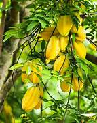 Yellow Carambola fruit seeds for planting - Heirloom & Non-GMO Garden seeds, starfruit trees for tropical gardens