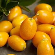 Kumquat fruit seeds for planting - Heirloom & Non-GMO Garden seeds