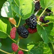 Mulberry fruit seeds for planting - Heirloom & Non-GMO Garden seeds