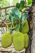 Green Jackfruit fruit seeds for planting - Heirloom & Non-GMO Garden seeds