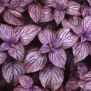 Purple Frutescens Perilla herb seeds for planting – Heirloom & Non-GMO garden seeds, versatile culinary herb