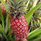 Red Pineapple Fruit Seeds for Planting - Heirloom & Non-GMO Garden Seeds