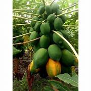 Honey Dew Papaya fruit seeds for planting – Heirloom & Non-GMO aromatic hybrid garden seeds