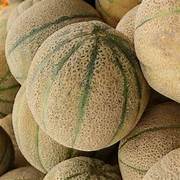 Grey Cantaloupe fruit seeds for planting - Heirloom & Non-GMO Garden seeds