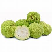 Maclura Pomifera fruit seeds for planting – Heirloom & Non-GMO hardy Osage orange garden seeds
