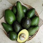 Choquette Avocado fruit seeds for planting - Heirloom & Non-GMO Garden seeds