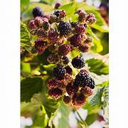 Mulberry fruit seeds for planting - Heirloom & Non-GMO Garden seeds