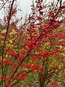 Red Verticillata fruit seeds for planting - Heirloom & Non-GMO ornamental collector garden seeds