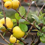 Yellow Quince fruit seeds for planting – Heirloom & Non-GMO garden seeds, aromatic heirloom fruits for backyard growing