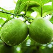 LuoHan Guo fruit seeds for planting – Heirloom & Non-GMO garden seeds, natural sweetener for healthy harvests