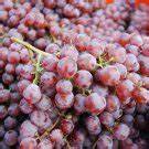 Wild Fox Grape fruit seeds for planting - Heirloom & Non-GMO Garden seeds for robust wild-style fruits