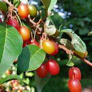 Goumi Fruit Seeds for Planting – Heirloom & Non-GMO Garden seeds, hardy fruiting shrub for backyard gardens