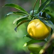 Caimito fruit seeds for planting - Heirloom & Non-GMO Garden seeds, exotic sweet star apples for home gardens