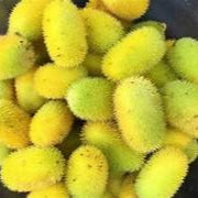 Cucumis Dipsaceus fruit seeds for planting - Heirloom & Non-GMO Garden seeds