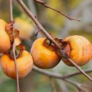 Date Plum Persimmon fruit seeds for planting - Heirloom & Non-GMO garden seeds, sweet trees for home gardens