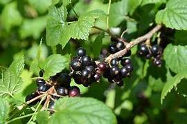Black Currant fruit seeds for planting - Heirloom & Non-GMO Garden seeds