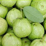 Giant Vietnamese Guava fruit seeds for planting – Heirloom & Non-GMO garden seeds, large tropical fruit variety