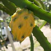 Green Pitaya fruit seeds for planting - Heirloom & Non-GMO Garden seeds, large dragon fruits for high-yield gardens