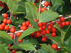 Red Ilex Opaca plant seeds for planting - Heirloom & Non-GMO Garden seeds, ornamental shrub variety for landscaping