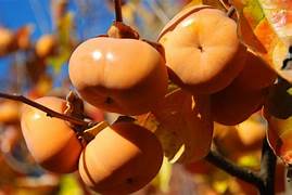 Orange Persimmon fruit seeds for planting - Heirloom & Non-GMO garden seeds for sweet autumn trees
