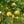 Yellow Quince fruit seeds for planting – Heirloom & Non-GMO garden seeds, aromatic heirloom fruits for backyard growing