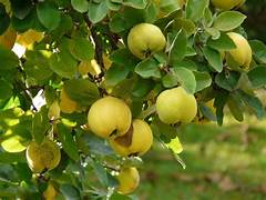 Yellow Quince fruit seeds for planting – Heirloom & Non-GMO garden seeds, aromatic heirloom fruits for backyard growing