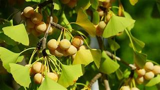 Ginkgo Biloba fruit seeds for planting - Heirloom & Non-GMO Garden seeds, ancient tree with unique garden appeal