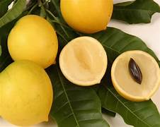 Caimito fruit seeds for planting - Heirloom & Non-GMO Garden seeds, exotic sweet star apples for home gardens