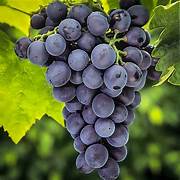 Concord Grape Fruit Seeds for Planting – Heirloom & Non-GMO Sweet Black Grape Garden Seeds