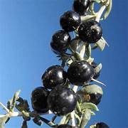 Goji Berry fruit seeds for planting - Heirloom & Non-GMO Garden seeds