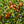 Ziziphus Mucronata Jujuba fruit seeds for planting - Heirloom & Non-GMO Garden seeds, thorny trees with sweet fruits