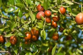 Ziziphus Mucronata Jujuba fruit seeds for planting - Heirloom & Non-GMO Garden seeds, thorny trees with sweet fruits