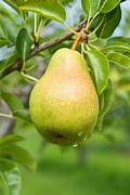 Pear fruit seeds for planting - Heirloom & Non-GMO Garden seeds