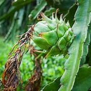 Green Pitaya fruit seeds for planting - Heirloom & Non-GMO Garden seeds, large dragon fruits for high-yield gardens