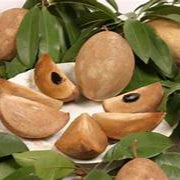 Manilkara Zapota fruit seeds for planting - Heirloom & Non-GMO garden seeds, tropical sapodilla tree variety