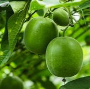 LuoHan Guo fruit seeds for planting – Heirloom & Non-GMO garden seeds, natural sweetener for healthy harvests