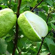 Giant Vietnamese Guava fruit seeds for planting – Heirloom & Non-GMO garden seeds, large tropical fruit variety