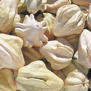 Yugoslavian Finger Squash fruit seeds for planting - Heirloom & Non-GMO Garden seeds for rare homegrown fruits