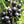 Black Currant fruit seeds for planting - Heirloom & Non-GMO Garden seeds