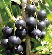 Black Currant fruit seeds for planting - Heirloom & Non-GMO Garden seeds