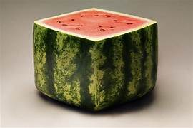 Square Watermelon fruit seeds for planting - Heirloom & Non-GMO unique novelty garden seeds