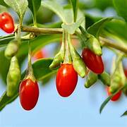 Orange Goji Berry fruit seeds for planting - Heirloom & Non-GMO Garden seeds