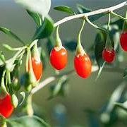 Goji Berry fruit seeds for planting - Heirloom & Non-GMO Garden seeds