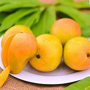 Alphonso Mango fruit seeds for planting - Heirloom & Non-GMO Garden seeds, tropical king mango for home gardens