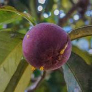 Mangosteen fruit seeds for planting – Heirloom & Non-GMO garden seeds, rare tropical fruit variety for enthusiasts