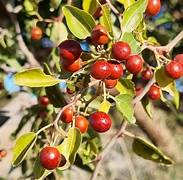 Ziziphus Mucronata Jujuba fruit seeds for planting - Heirloom & Non-GMO Garden seeds, thorny trees with sweet fruits